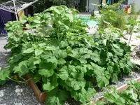 Kürbis + Sonnenblumen.webp