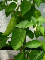Peperoni.webp