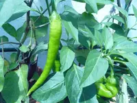 Peroncini.webp