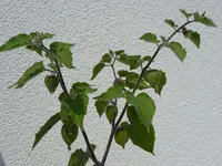 Physalis.webp