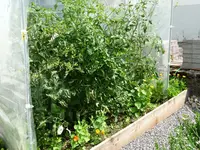 Tomaten.webp