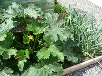 Zuchini+Lauch.webp