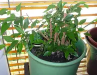 Ficus.webp