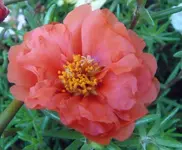 Portulakröschen3.webp