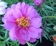 Portulakröschen2.webp