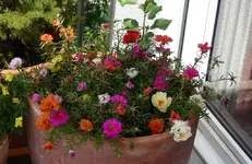 Portulakröschen1.webp