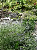 Lavendel2.webp