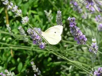 Lavendel.webp
