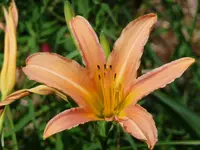 Talilie.webp