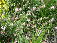 Gaura2.webp
