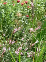 Gaura Monarde.webp