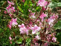 Gaura.webp