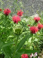 Monarde2.webp