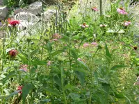 Monarde Sonnehut.webp