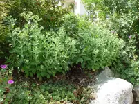 Fette Henne.webp