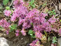 Sedum.webp
