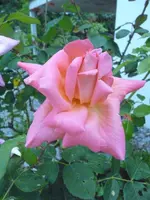 Rose5.webp