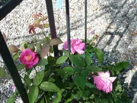 Rosen1.webp