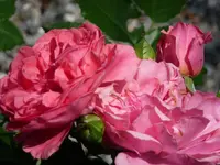 Rosen3.webp