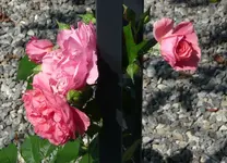 Rosen4.webp