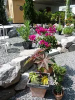Bougainvillea.webp