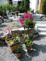Bougainvillea+Rhizinus.webp
