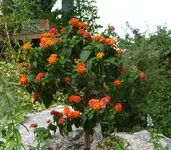 Lantana.webp