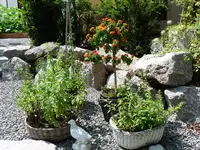 Lantana+.webp