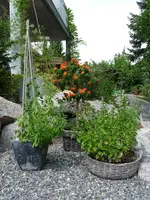 Lantana+Kräuter.webp