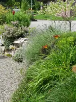 Lavendel+weide.webp