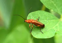 Gelbbrauner Weichkäfer.webp