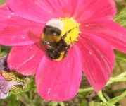 hummelchen.webp