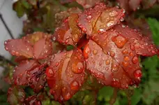 September 2009 275 v.webp