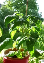 Balkontstar_290710.webp
