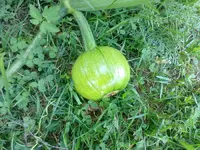 kuerbis280710.webp kuerbis280710.webp