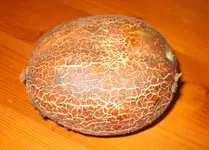 2010 07 Gurke?!.webp