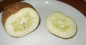 2010 07 Gurke offen.webp