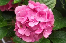 Garten 027.webp