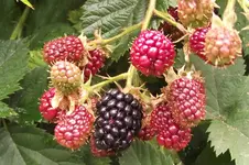 Garten 034.webp