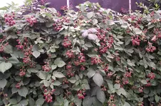 Garten 035.webp