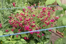 Garten 050.webp