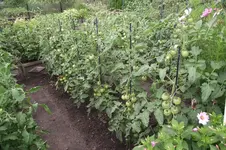 Garten 061.webp