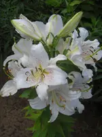 CIMG0582.webp