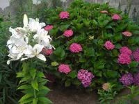 CIMG0585.webp