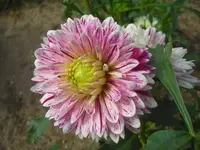 CIMG0575.webp
