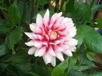 Dahlie.webp