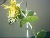 sonnenblume 1.webp