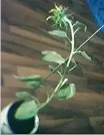 Sonnenblume2.webp