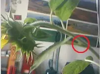 sonnenblume3.webp