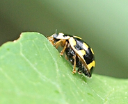 P7267279 Marienkäfer schwarzgelb.webp